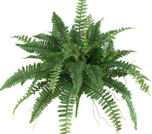 Boston Fern (Hanging Basket)