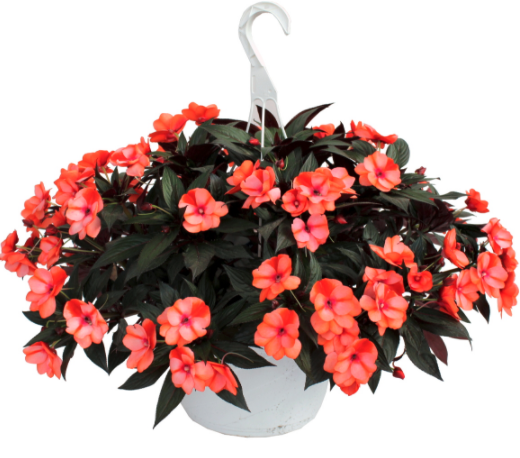 New Guinea Impatiens (Hanging Basket)