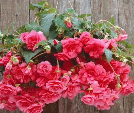 Non-Stop Begonias (Hanging Basket)