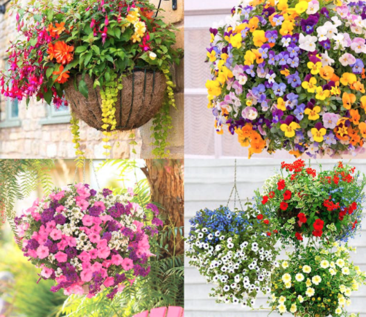 Combination Hanging Basket (Sun, Shade, or Part Sun)