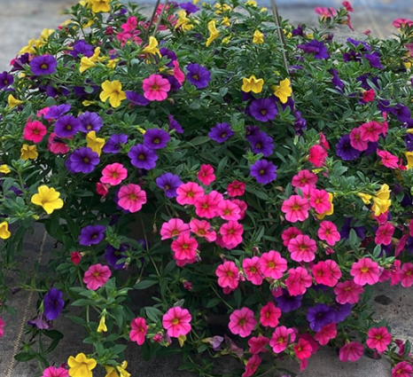 Million Bells (Hanging Basket)