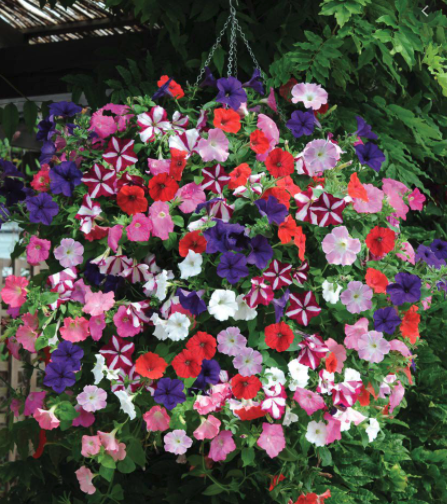 Wave Petunias (Hanging Basket)
