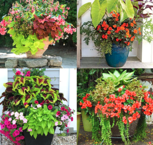 12" Premium Combination Planters (Sun, Part Sun, or Shade)