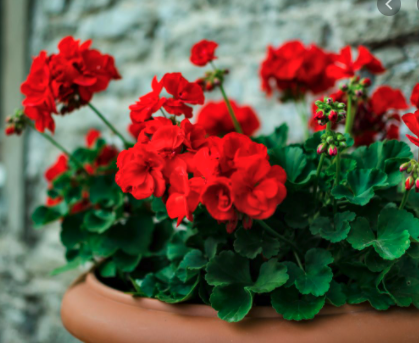 10" Geranium Planters (White, Pink, Red, or Violet)