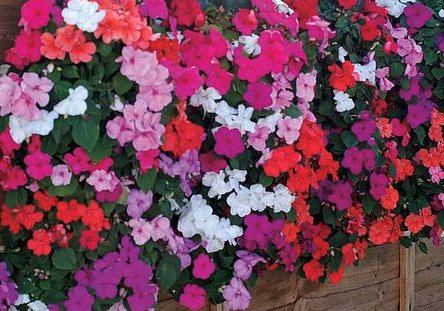 Petunia Mix (Flower Pouch)