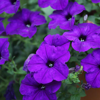 4.5" Pot of Wave Petunias (Blue/Dark Purple, Pink/Medium Pink, Purple/Magenta)