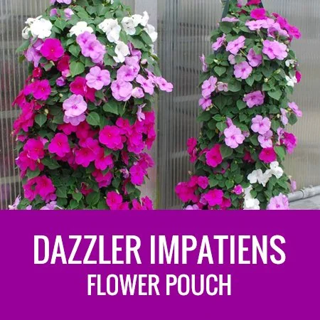 Impatiens Mix (Flower Pouch)