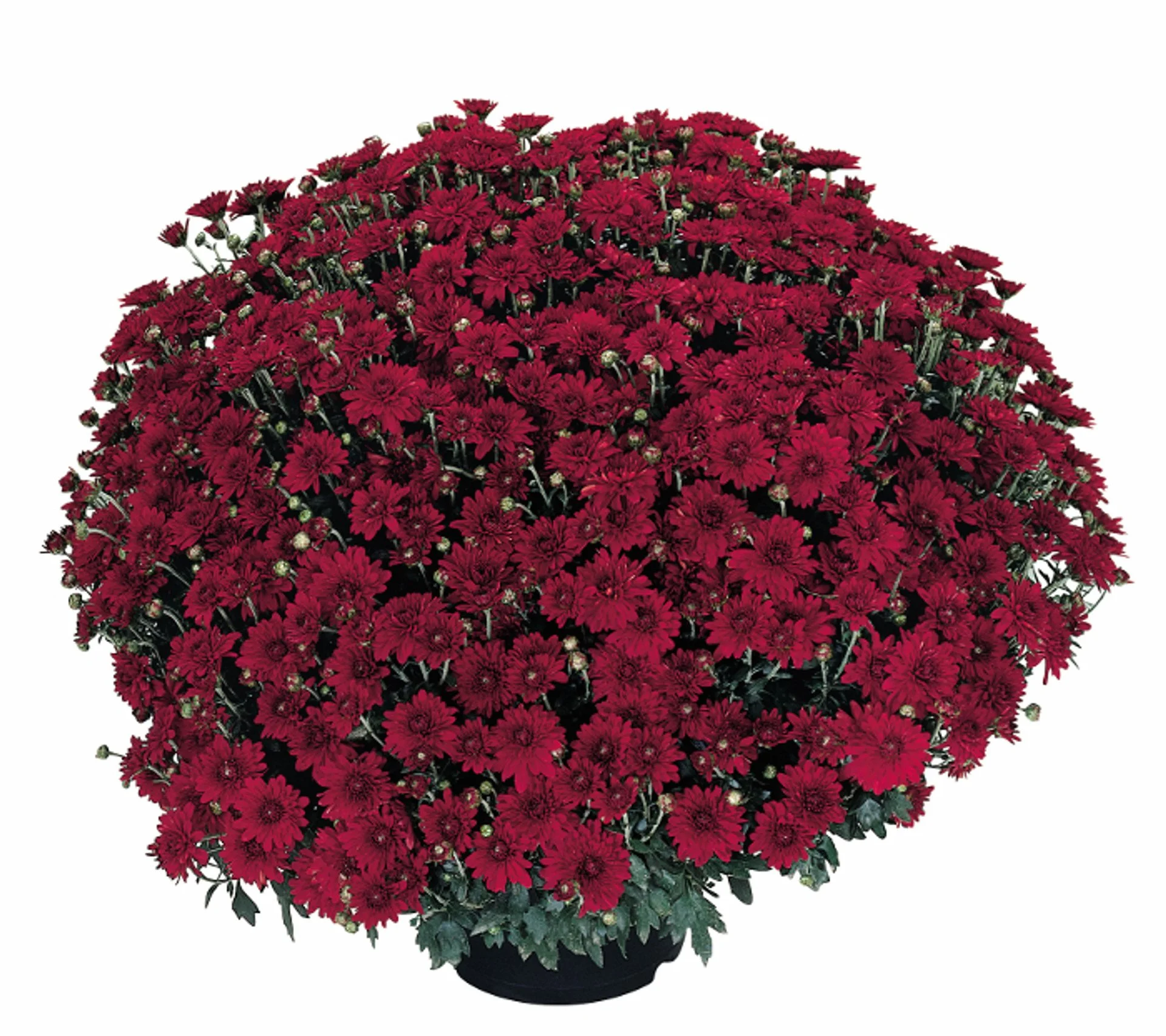 Dark red.jpg