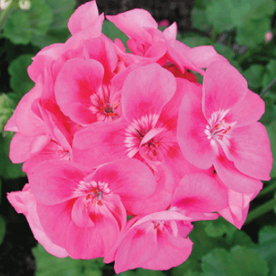 Zonal Geraniums (White, Red, Violet)