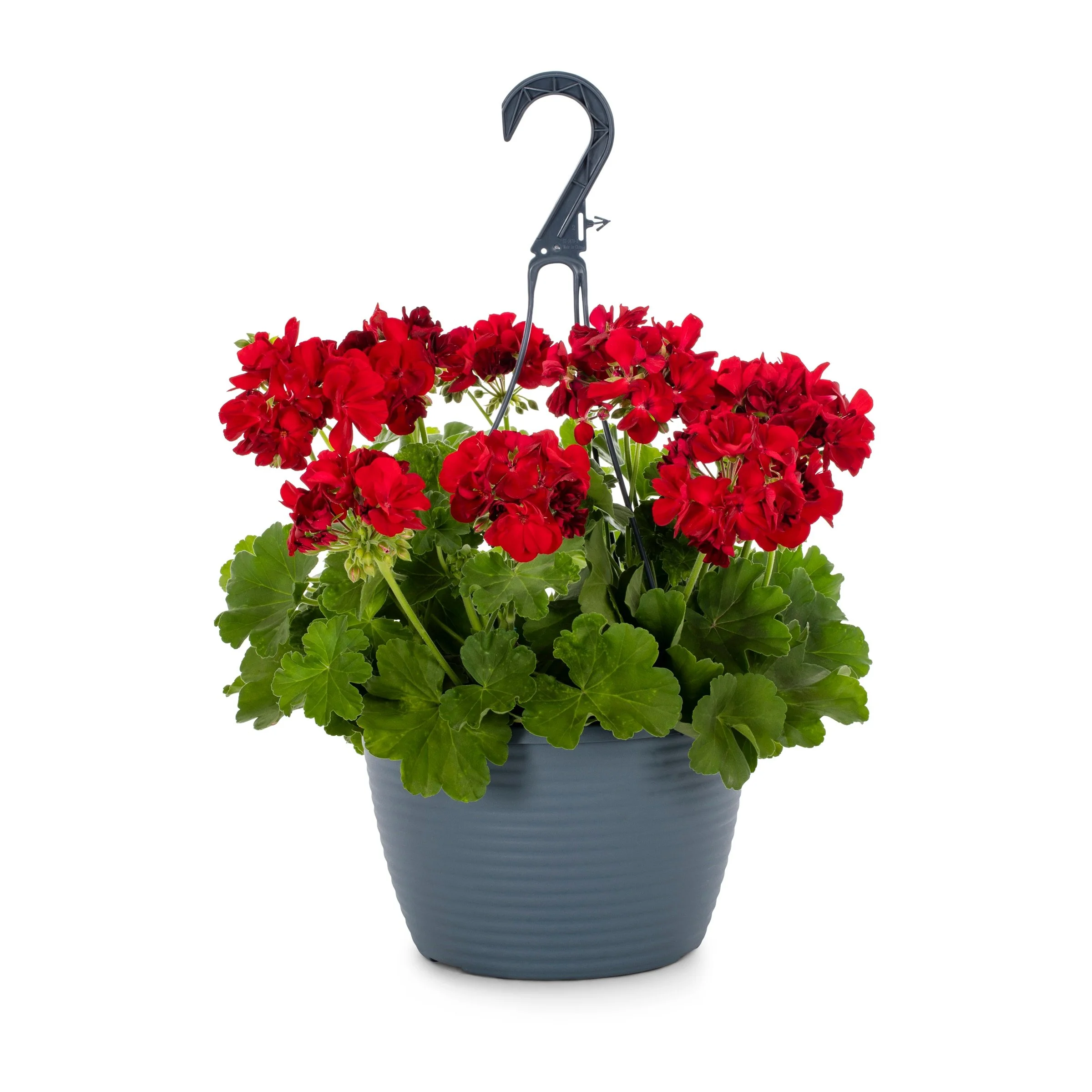 Ivy Geraniums (Hanging Basket)