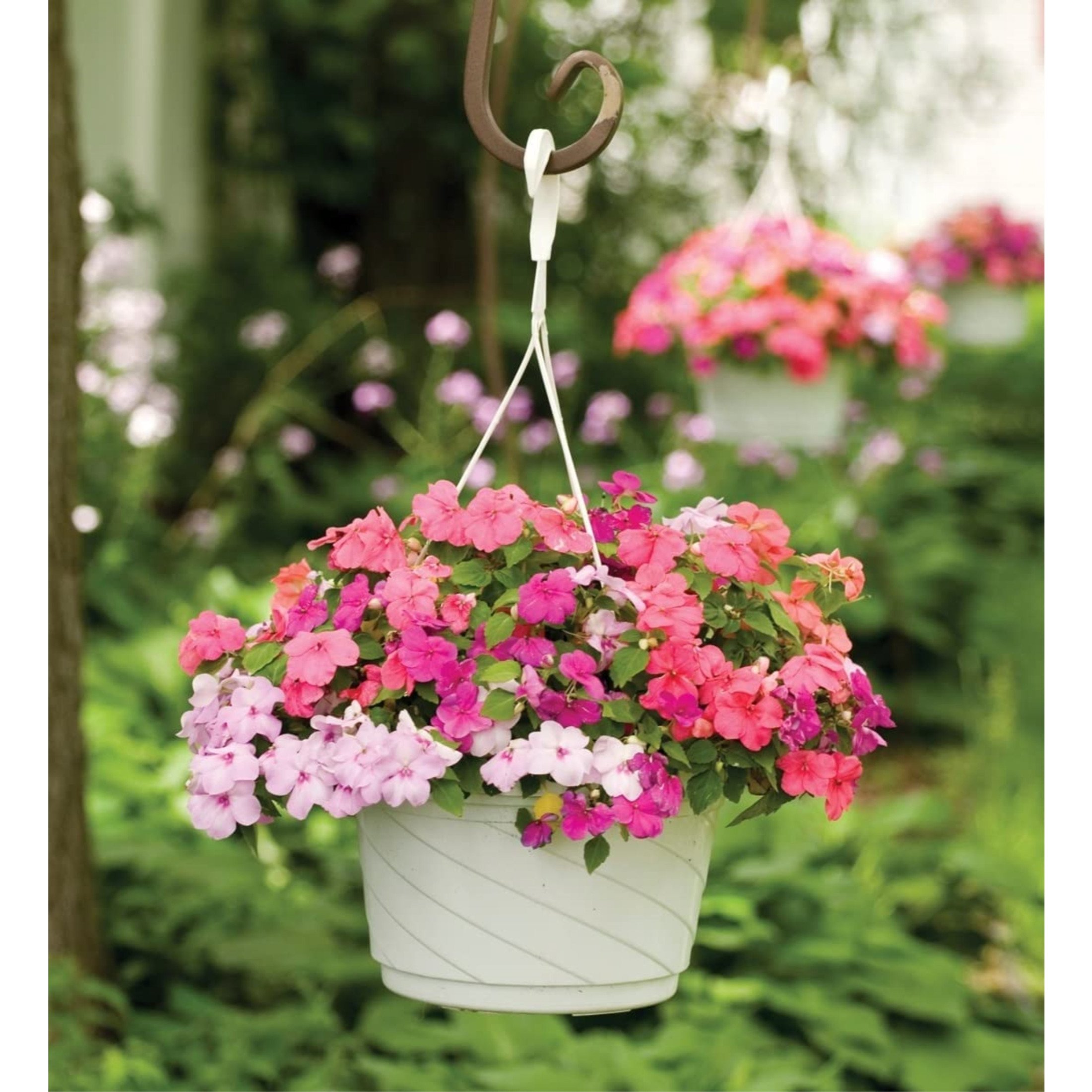 Impatiens (Hanging Basket)