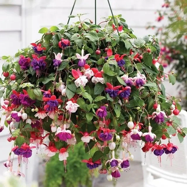 Fuchsia (Hanging Basket)