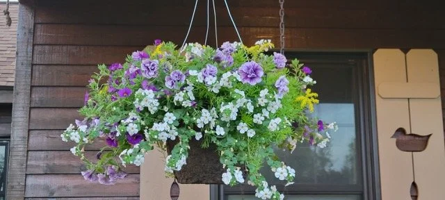 NEW 12" Fiber Hanging Basket (Sun, Shade, or Part Sun)