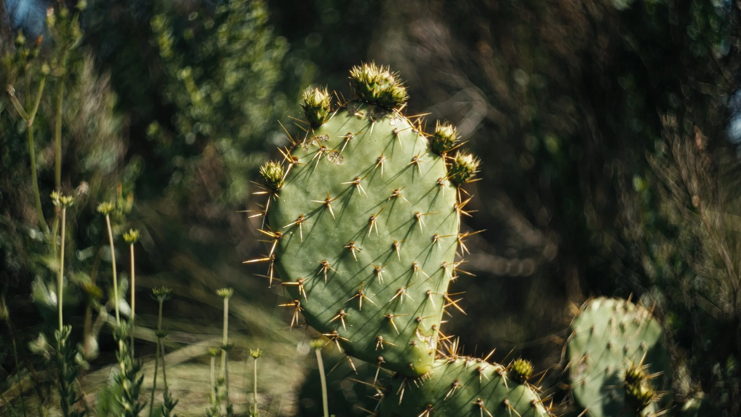 Still 2025-06-23 103803_1.28.1.jpg