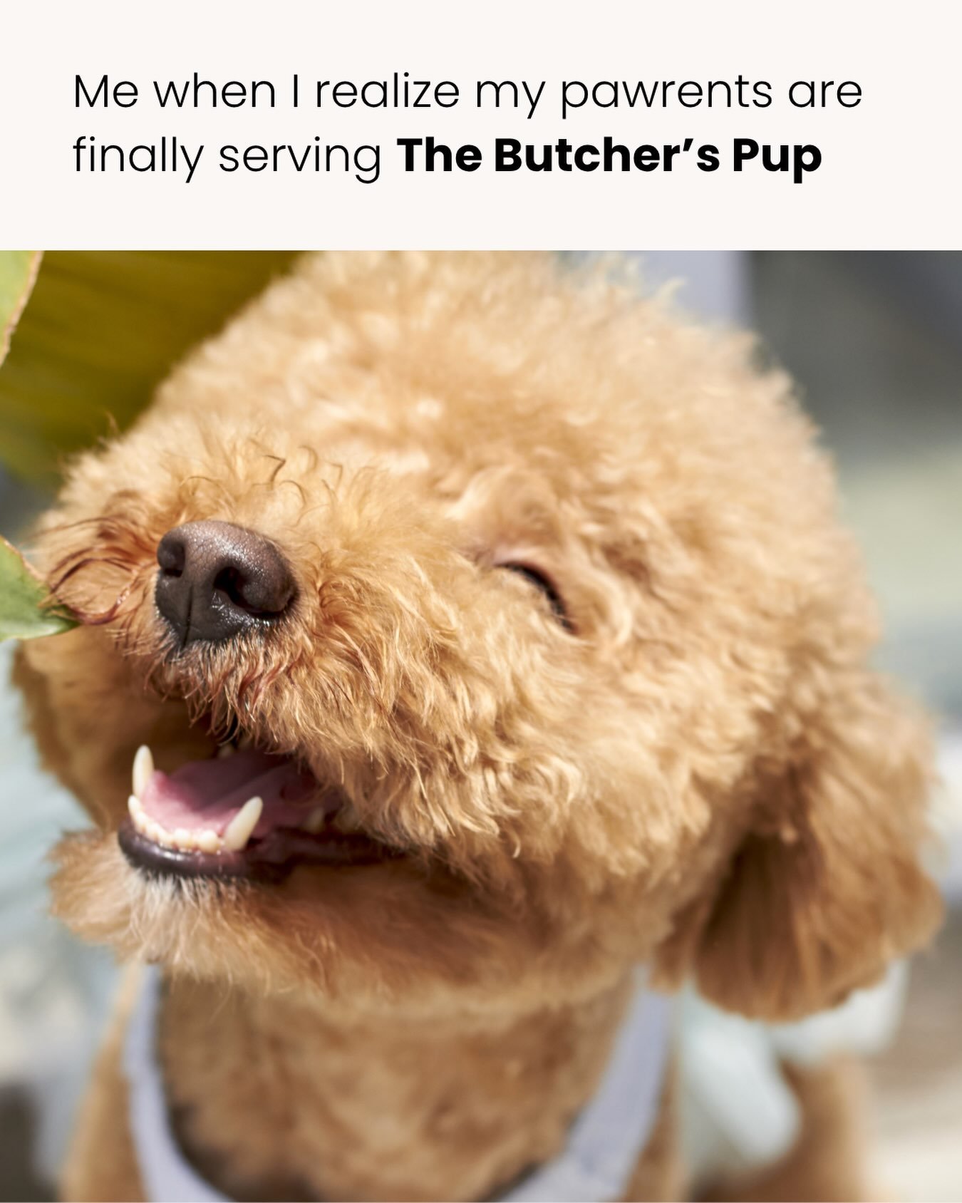 Warning: Side effects of The Butcher&rsquo;s Pup may include excessive tail wags, happy dances, and staring at your bowl long after it&rsquo;s empty🐕❤️