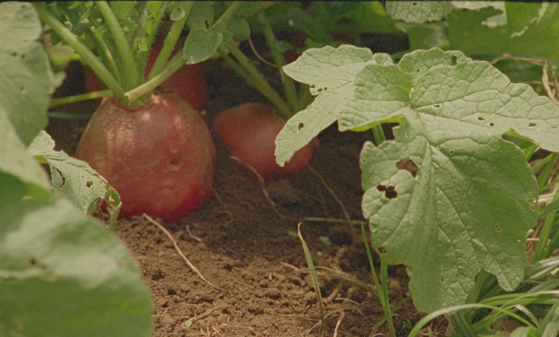 Sequence 01.00_06_49_08.Still012.jpg