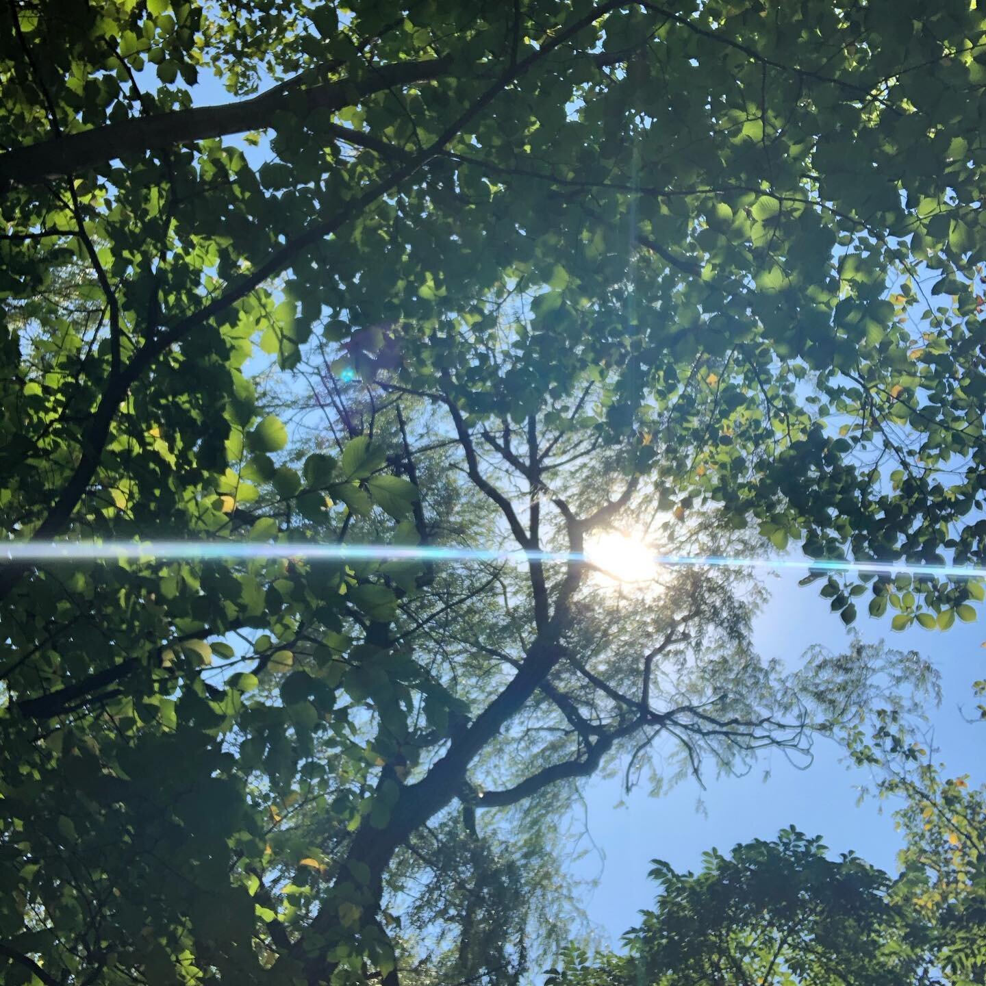 The way the sunlight filters through the leaves is stunning ☀️ #nature #naturephotography #summer #artdaily #everydaybeauty