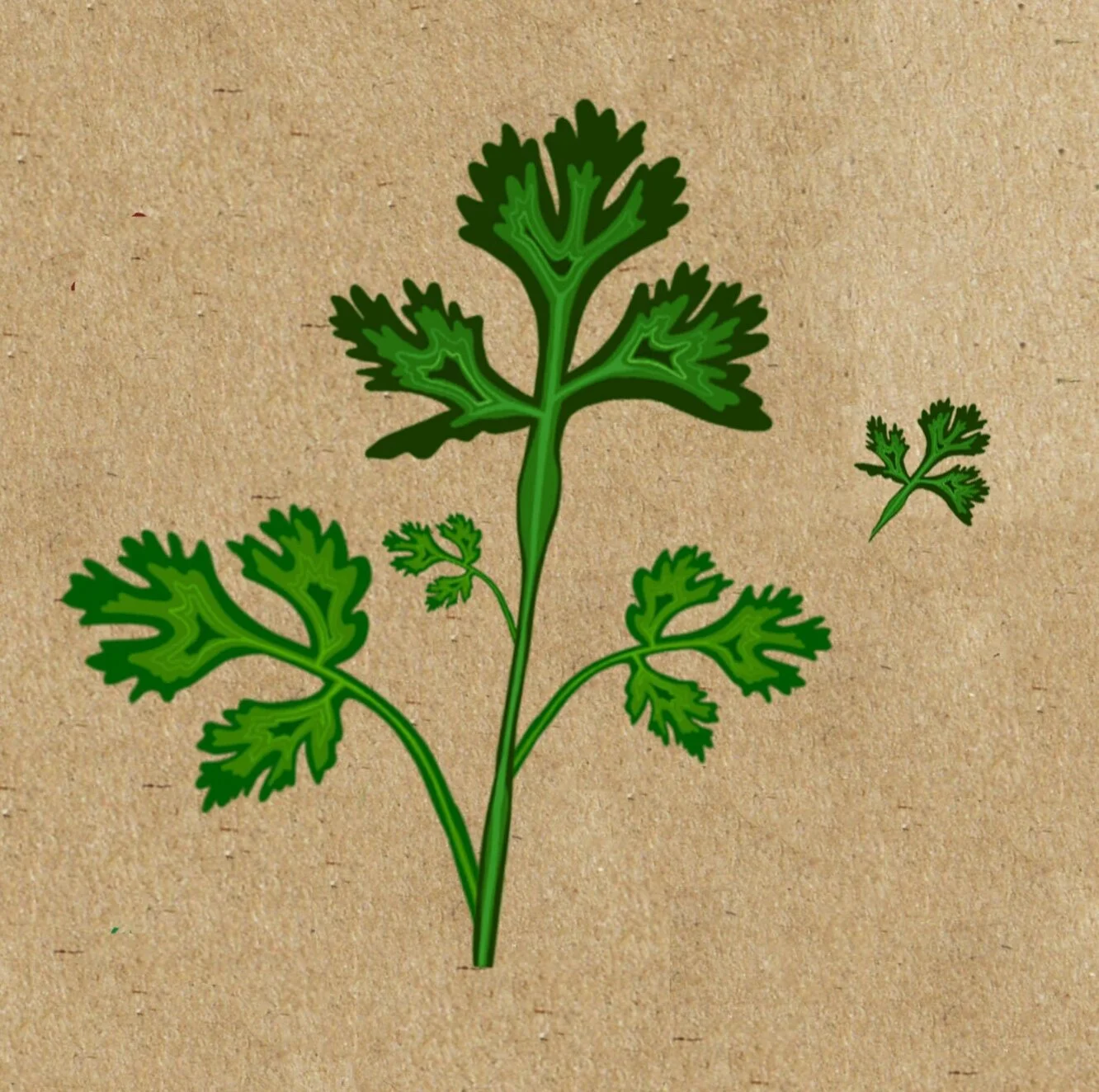 Basil.jpg