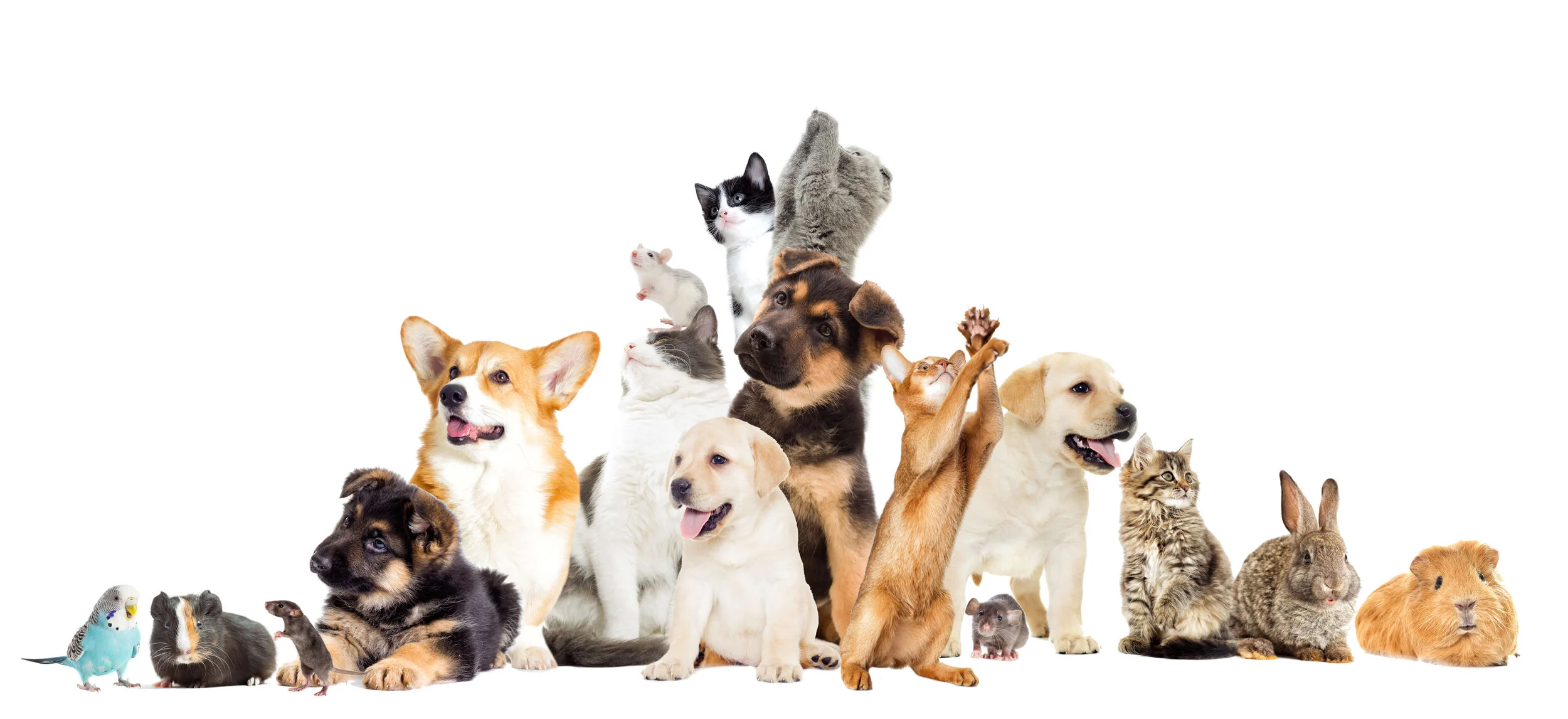 Pets & Essential Oil Safety