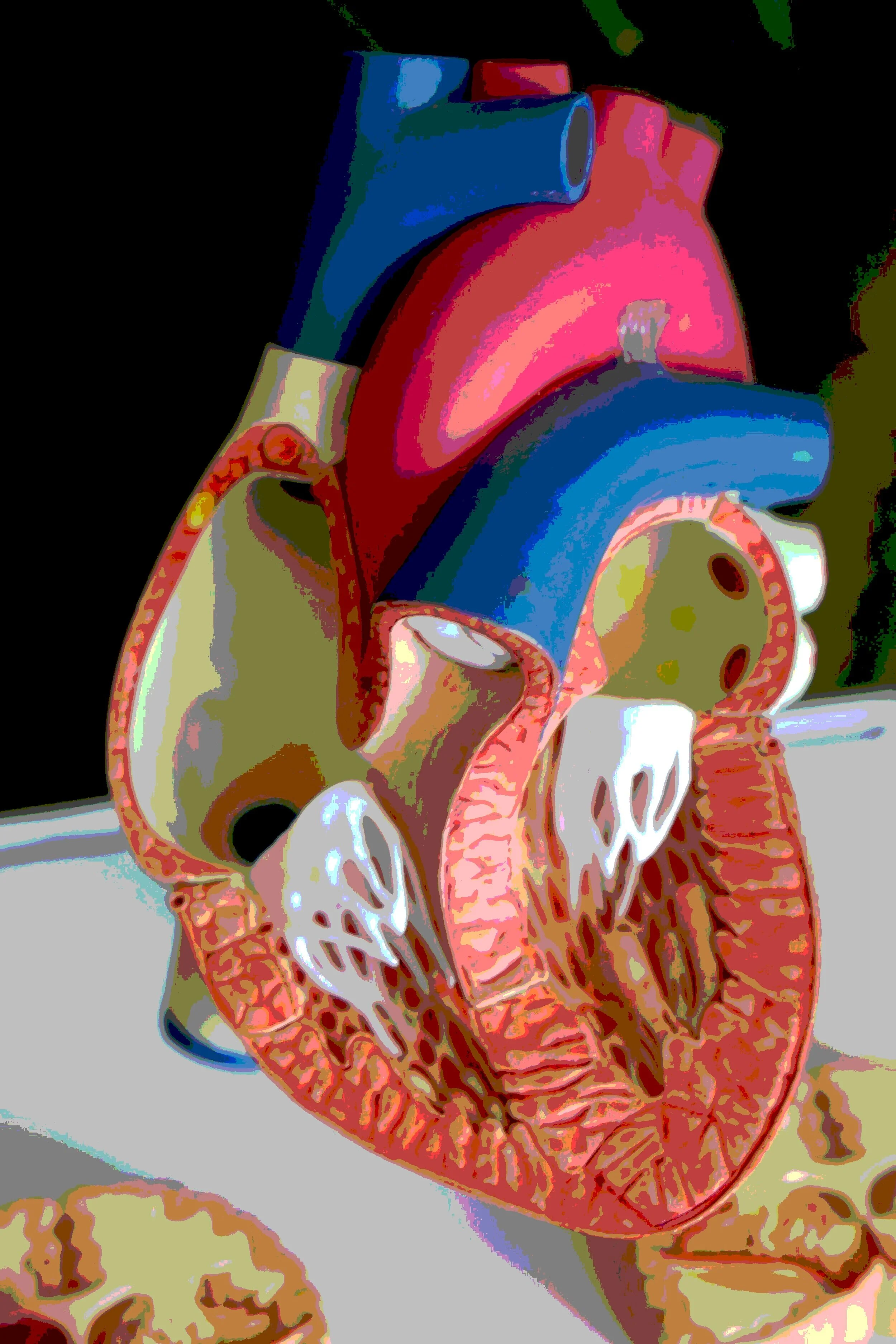 heart+copy.jpg