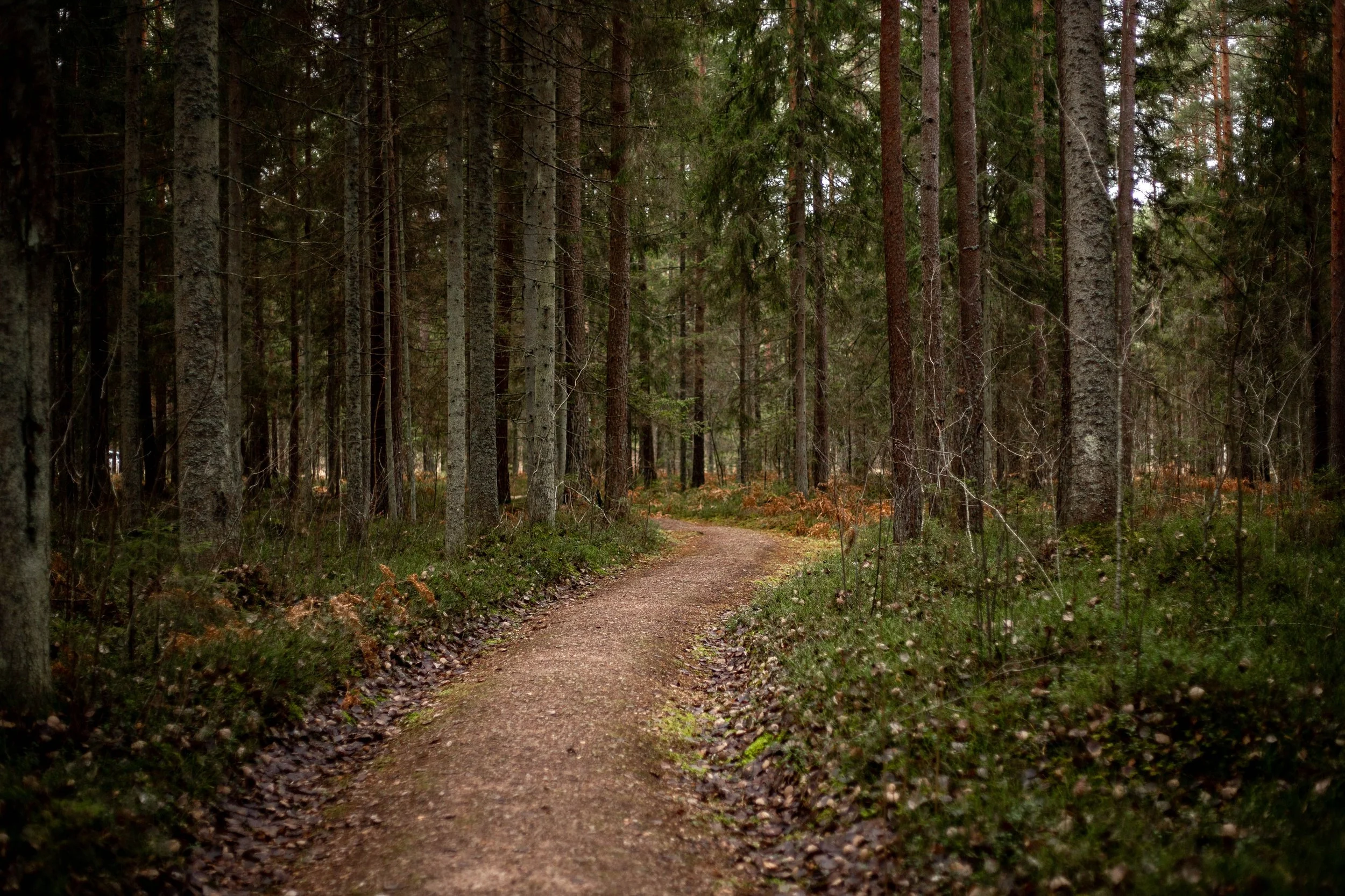 The Path of Letting Go