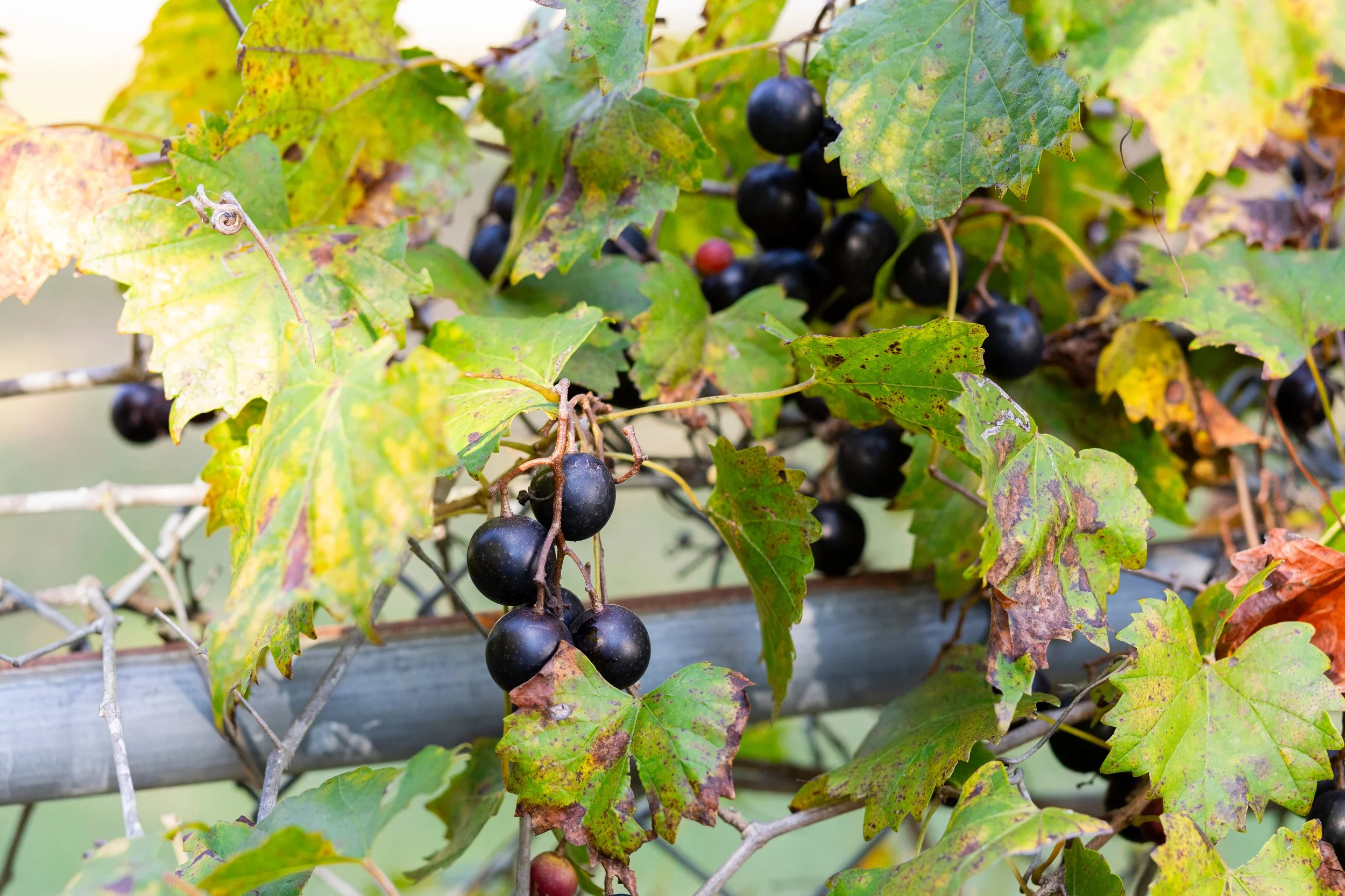 When Desperation Meets the Vine