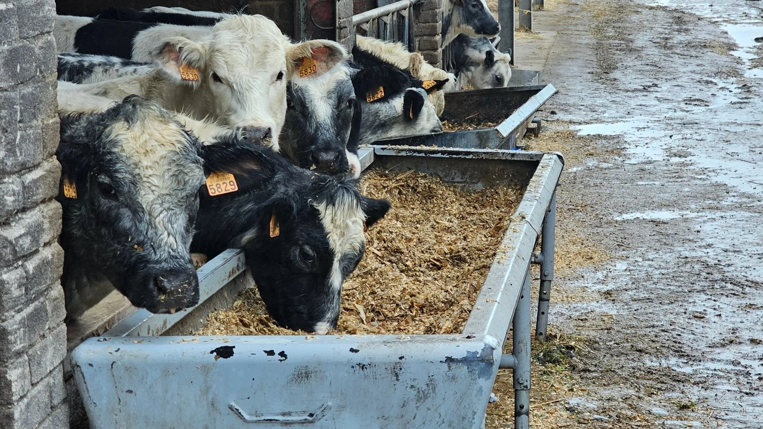 The Blessing of a Dirty Trough