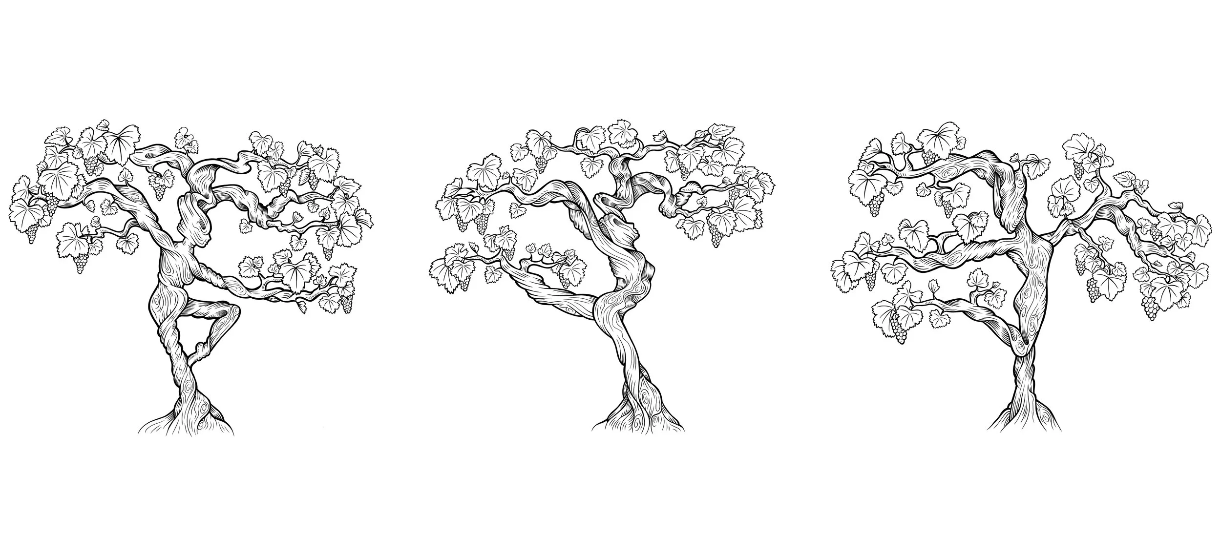 3-DESSINS-BIO.jpg
