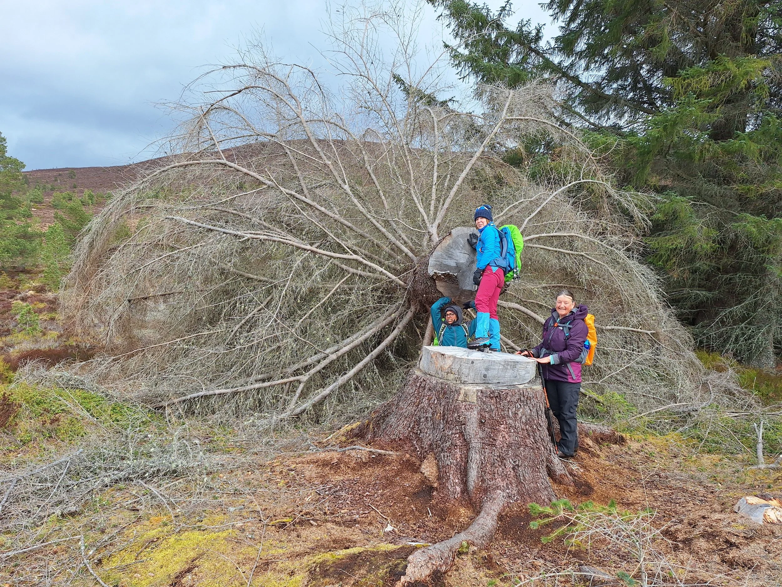 Meall aBhuachaille peacock.jpg