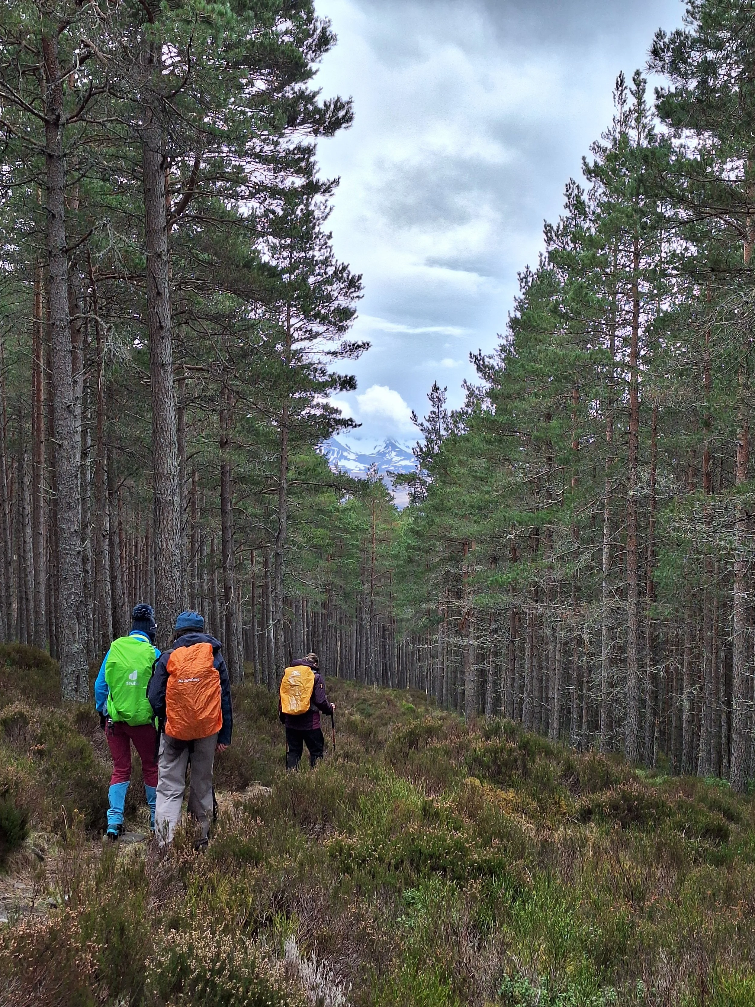 Meall aBhuachaille woods.jpg