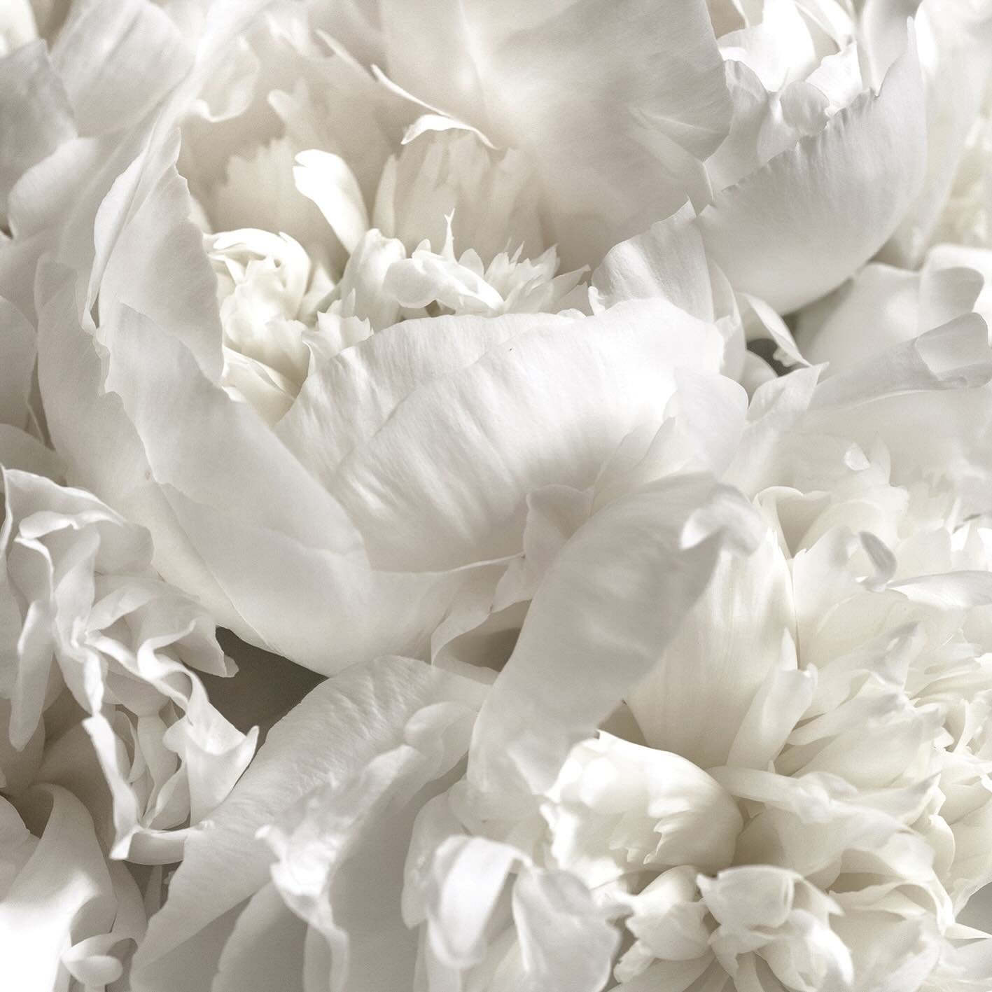 white peonies Bouquet 🤍