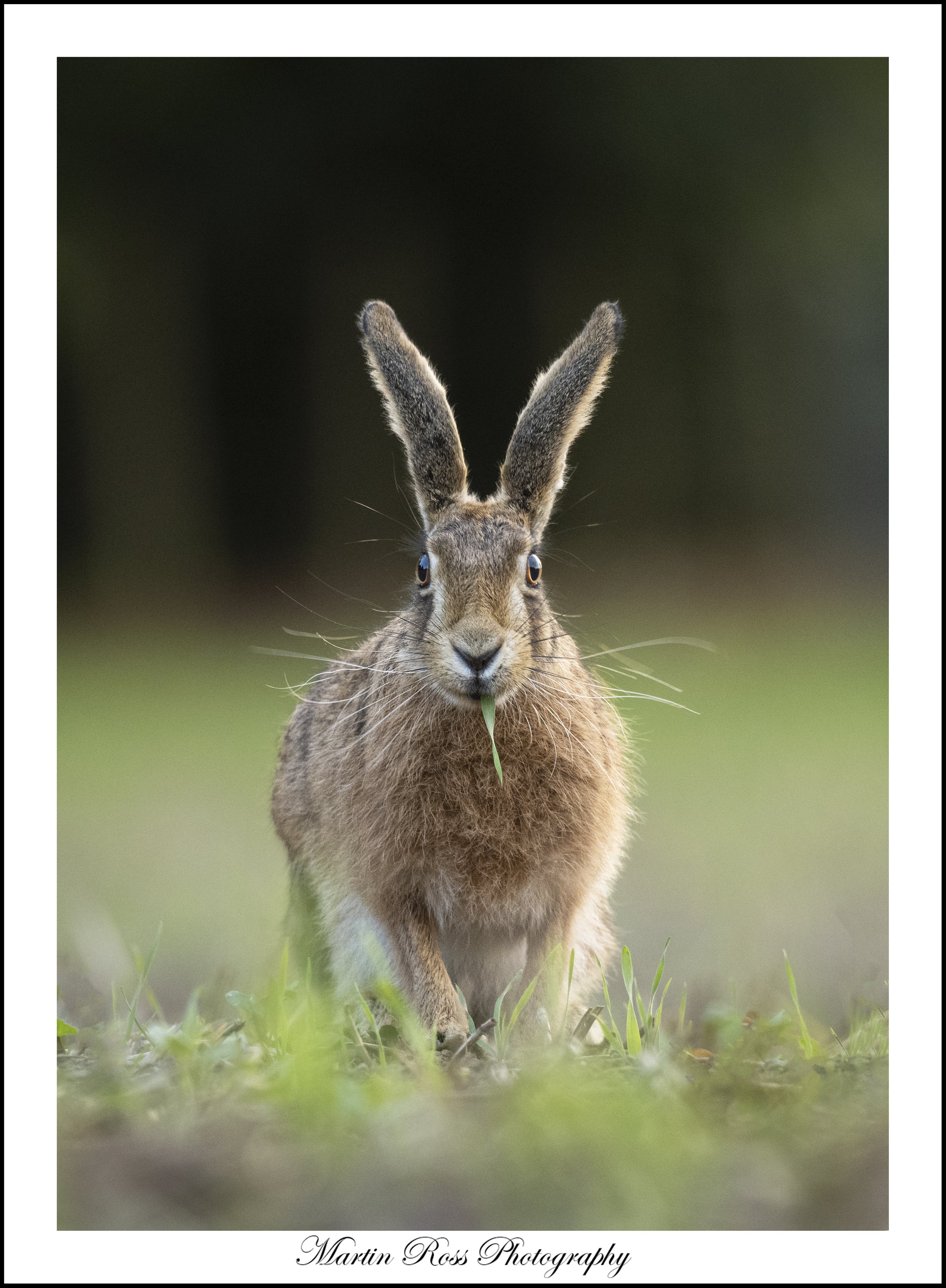 Hungry Hare