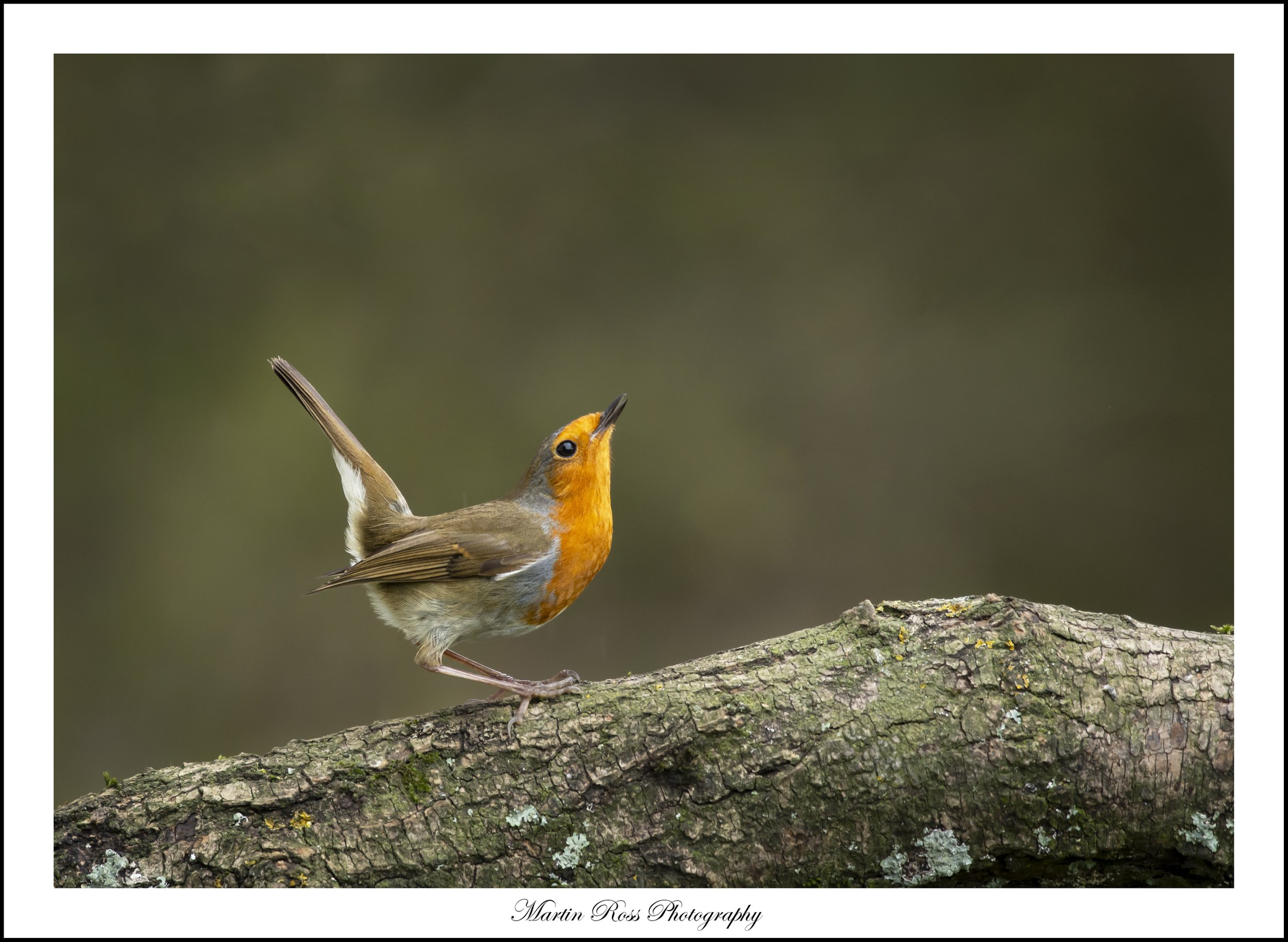 Posing Robin