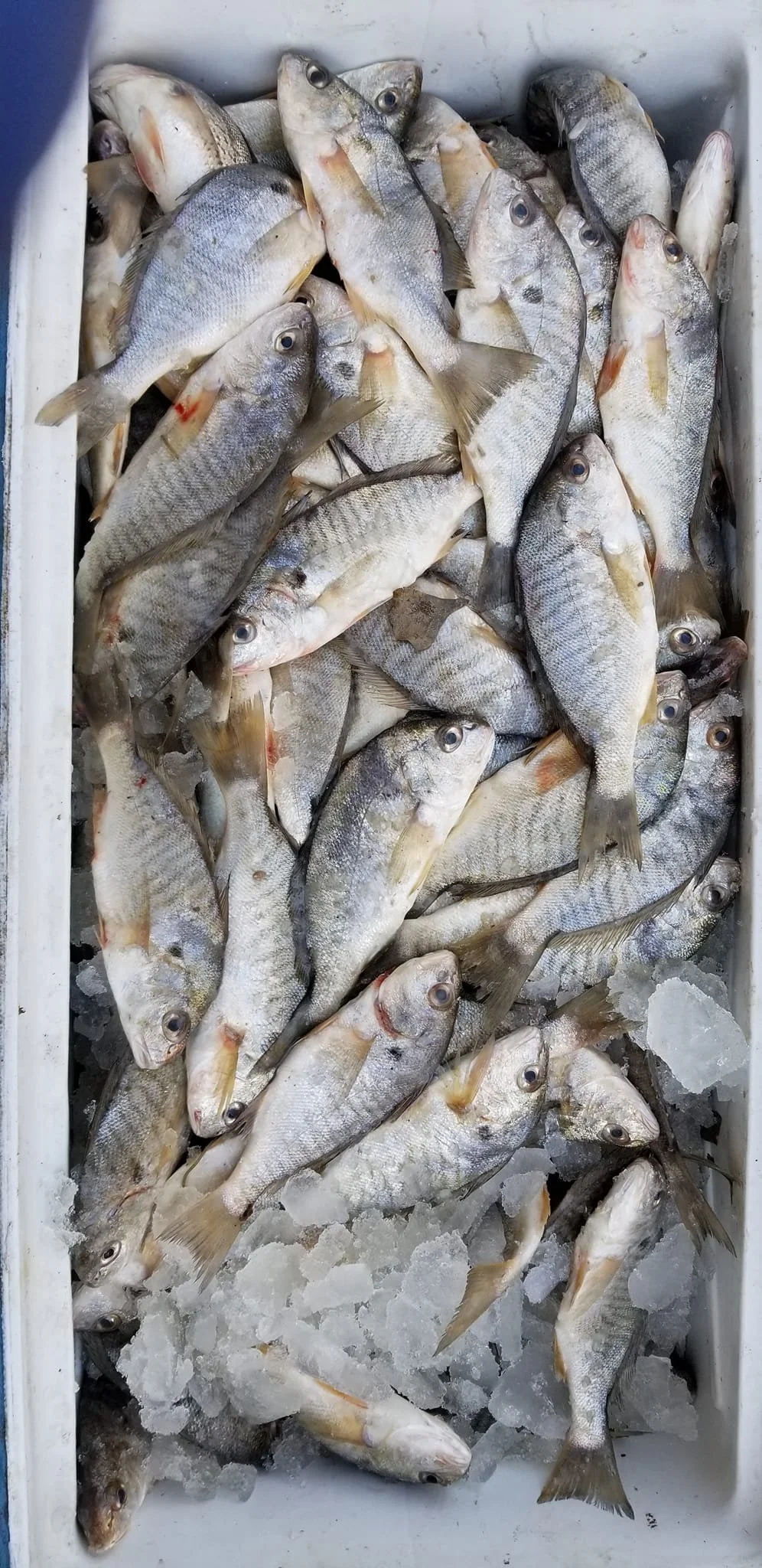 Fresh fish on ice in a white container, some with eyes open and some closed.
