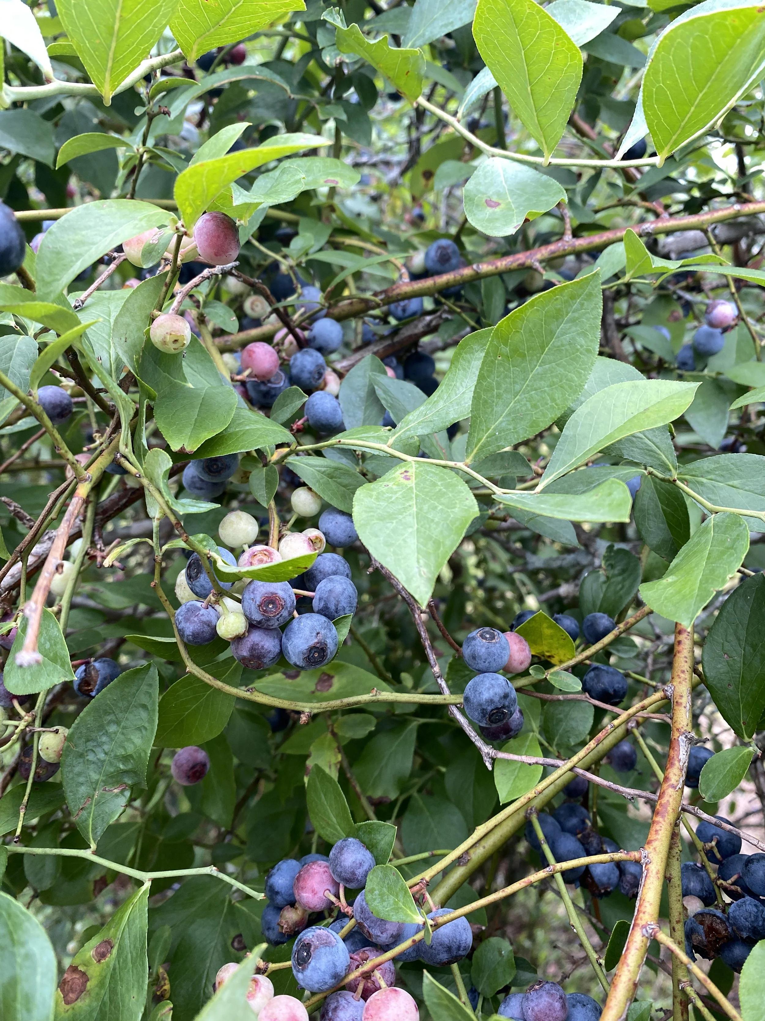 Close-up of blueberry bushes with ripe and unripe blueberries among green leaves.