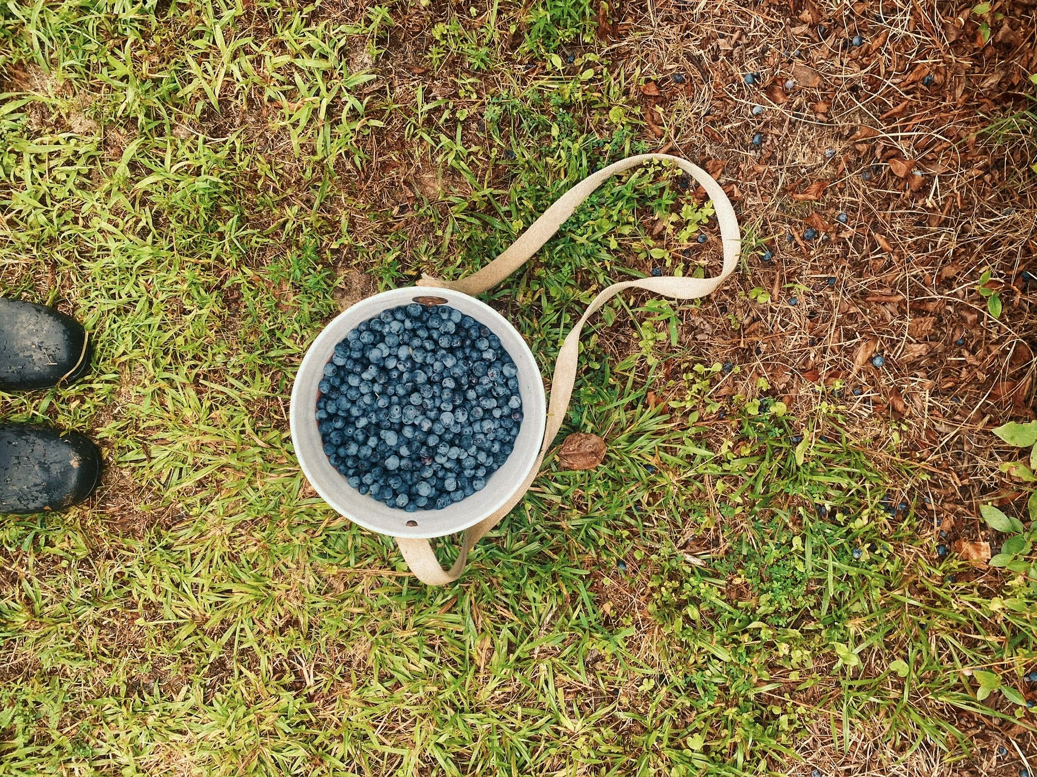 A white bucket filled with blueberries on the ground outdoors among green grass and dry brown leaves, with some scattered blueberries and a black boot visible in the corner.