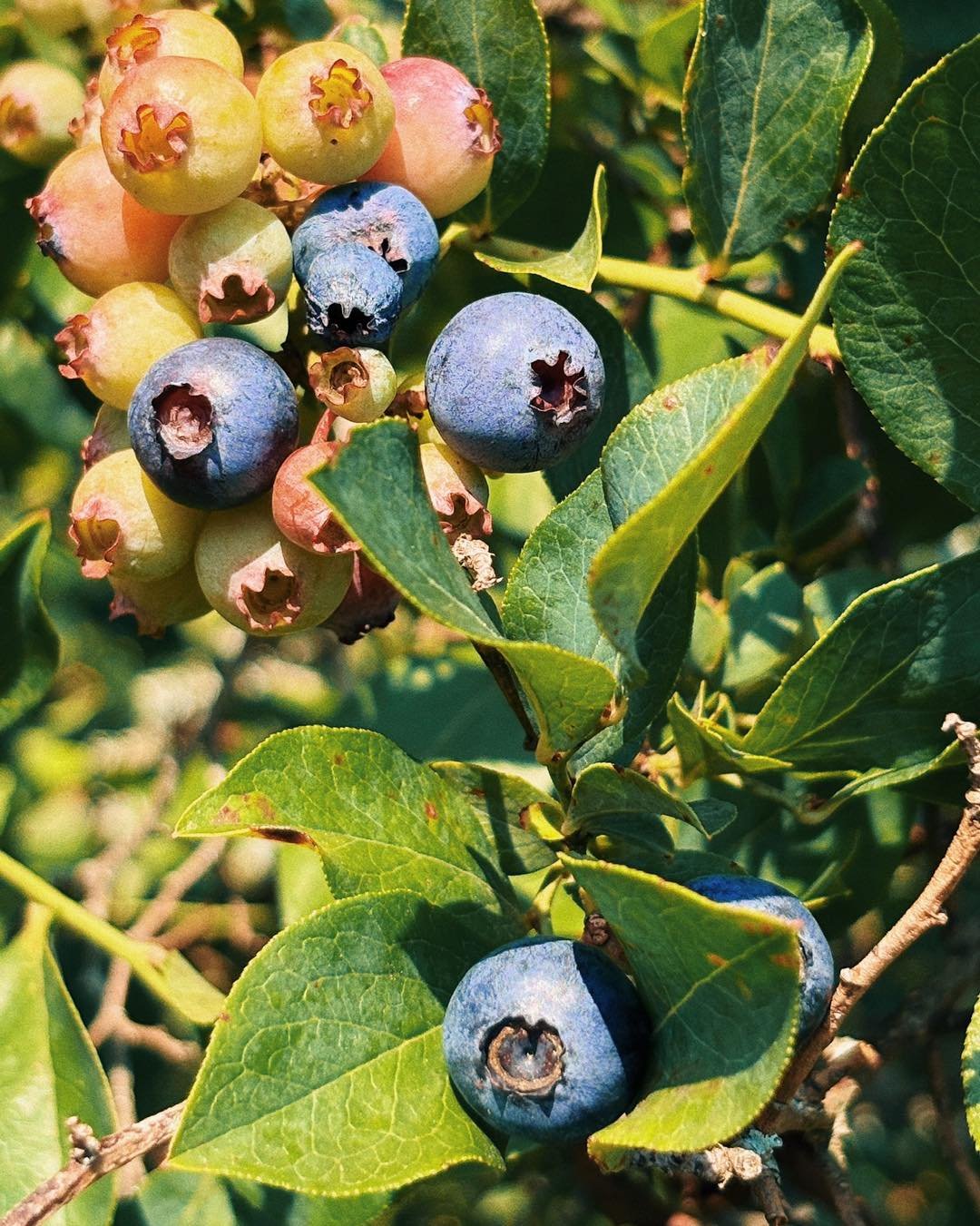 We&rsquo;ve got good news!
🫐 The BLUEBERRY PATCH will officially OPEN TOMORROW, Tuesday July 1, for the 2025 season!! Please see below for details. 

🔹The patch is located @ 18113 Harris Road, Franklin**
(** please note; this is NOT the same locati