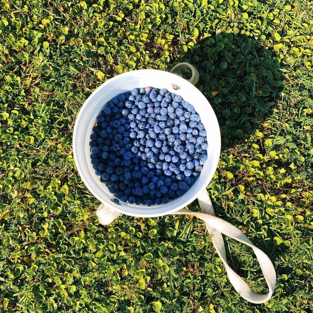 If you haven&rsquo;t heard, the blueberry patch is open for the season and just in time for 4th of July celebrations. 

Location:
18113 Harris Road
Franklin, Va 23851

Hours: 
Mon - Sat : 7am - 7pm
Sun: 12pm - 7pm

Price:
$6/quart - quart containers 