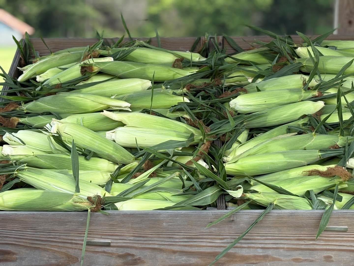 From 9-11 this morning, the Copeland family will be selling their delicious sweet corn at 22173 Sedley Road (GHF market location). You know you want some to pop on the grill with those hamburgers and hotdogs!