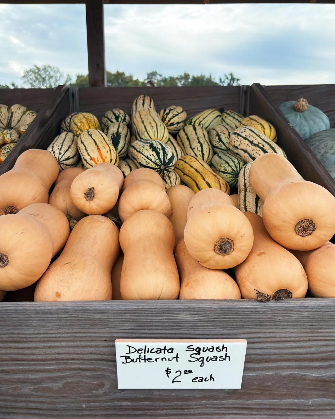 Did you know we grow &amp; offer several varieties of winter squash? These nutrient rich delicacies are easy to cook/bake and make a tasty addition to a warm, fall meal. 

We&rsquo;ll be open this weekend - come and try a new variety or grab your fav