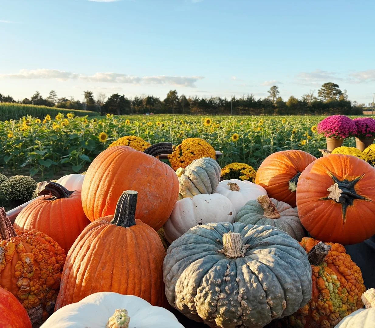 It&rsquo;s going to be a beautiful weekend for pumpkin pickin&rsquo; and corn-mazin&rsquo;! Stop by the patch for pumpkins, gourds, squash, apples, and lots of fun outdoor activities! 

🎃Friday: 1-6 pm + night time maze from 7-9 pm
$5/person , kids 