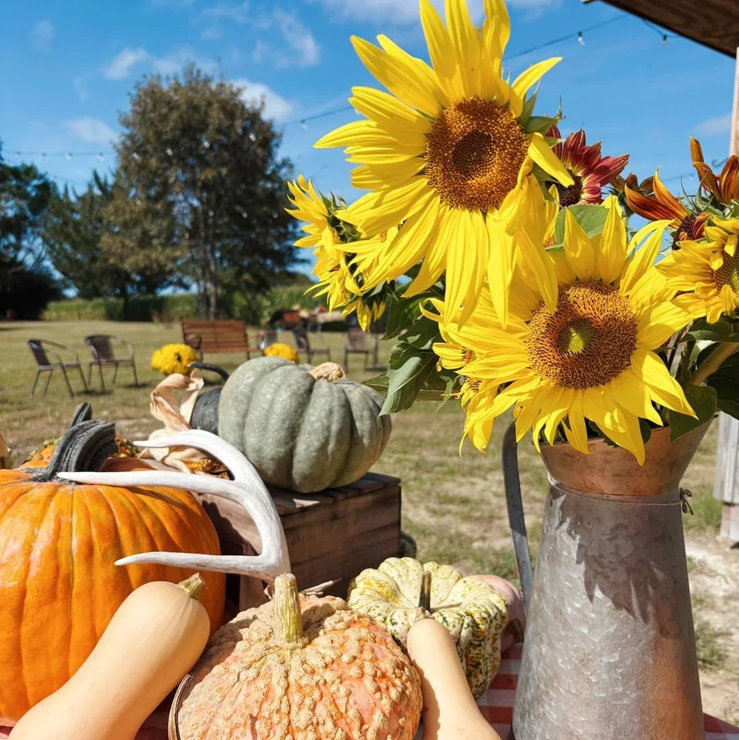 We are OPEN today from 9am-3pm! 
- corn maze + fun pumpkin activities 
-pumpkins of all shapes, sizes, colors, and varieties
- squash + gourds
- apples
- honey 
- mums
- fresh baked bread (until sold out!) 

** 22090 Bethel Road, Franklin
** cash or 