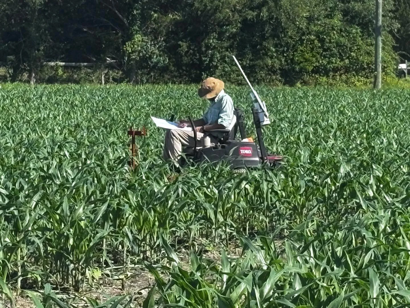 Let&rsquo;s see&hellip;I skip these two rows, then turn left, go 8 feet, then the path splits. 
Corn maze in the making. What will be the theme of this year&rsquo;s design?