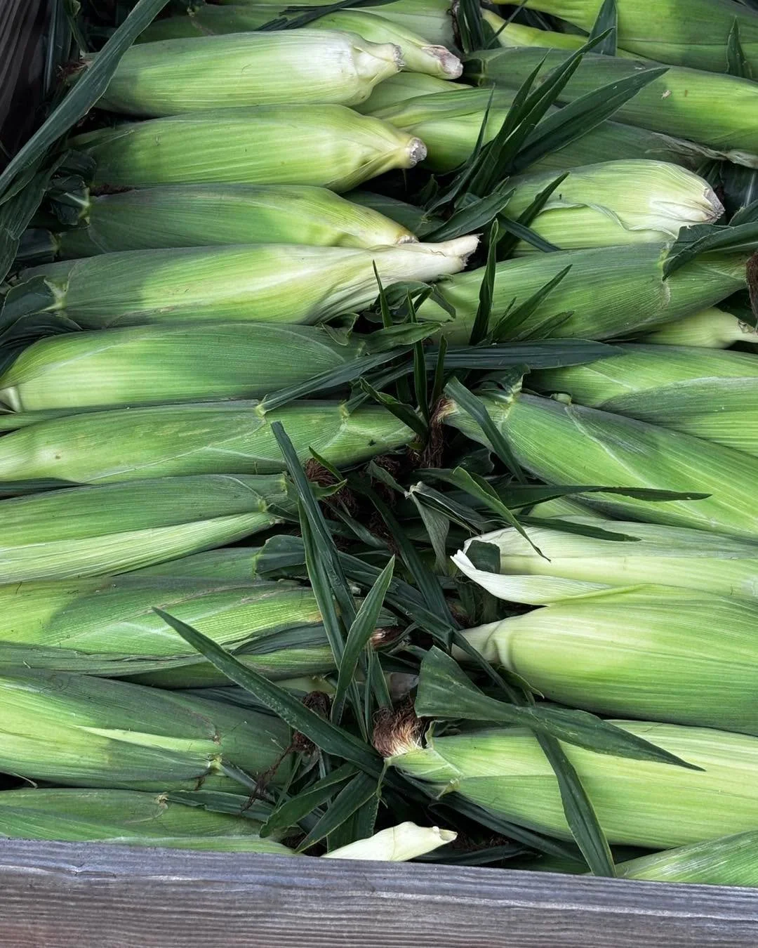 Freshly picked white sweet corn brought to you today by the Copeland family. $.50/ear or $6/dozen located at the GHF market location  at 22173 Sedley Road .  Come pick some up for dinner today.