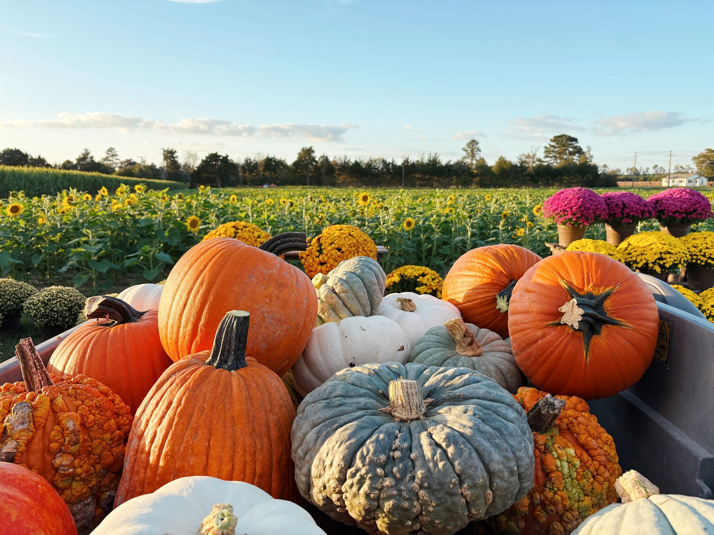 Opening Weekend at the Pumpkin Patch