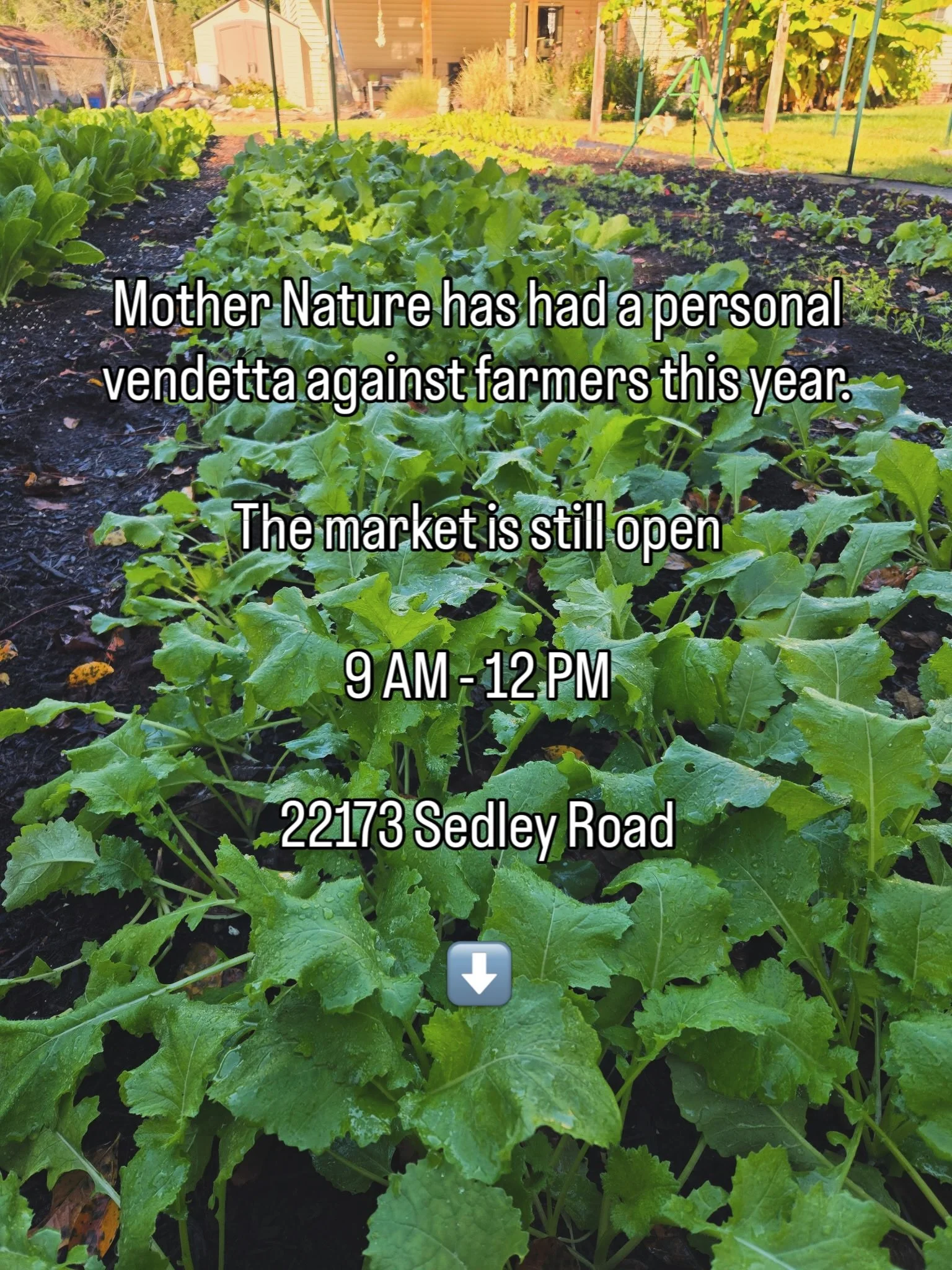 Mother Nature may be keeping us on our toes this farming season, but the Saturday Farm Market is still going strong!

Stop by this morning and shop fresh, local favorites:

* Fresh, safe lettuce, radishes and peas from Tyler Blythe
* Premium seafood 