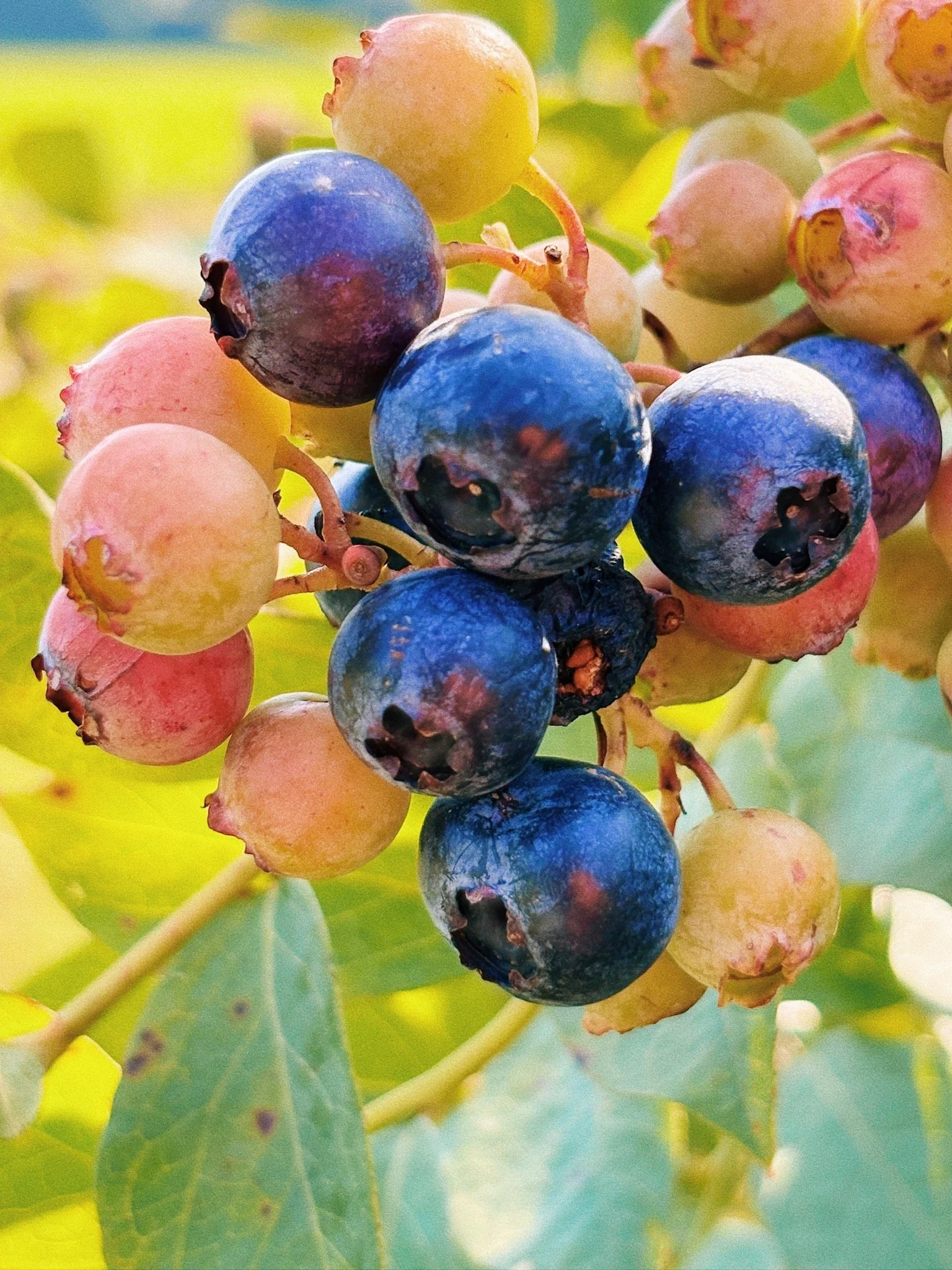 Close-up of a bunch of blueberries and grapes on a vine with green leaves in the background.
