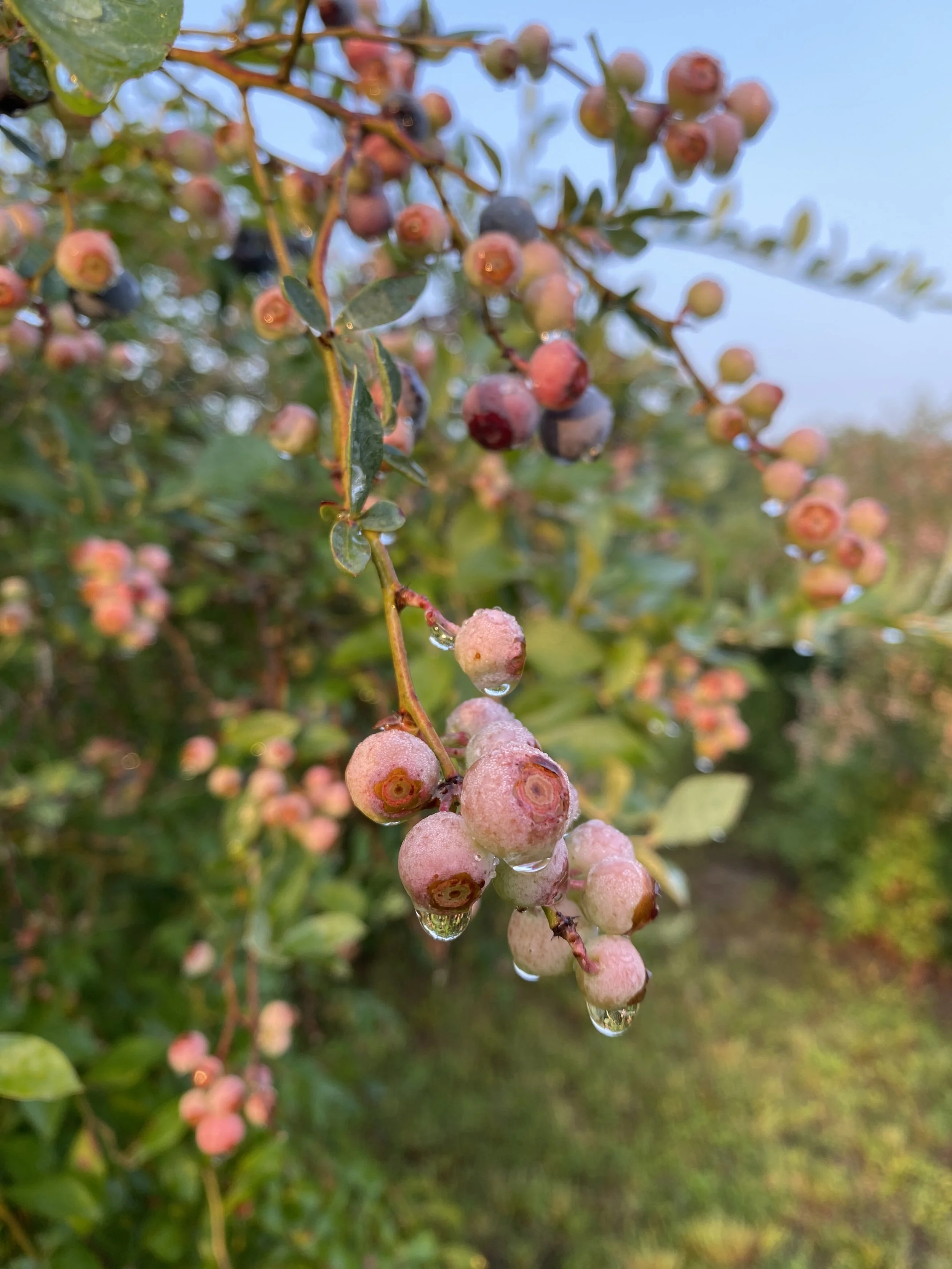 Close-up of a blueberry bush with ripening blueberries and water droplets hanging from the fruits and leaves.