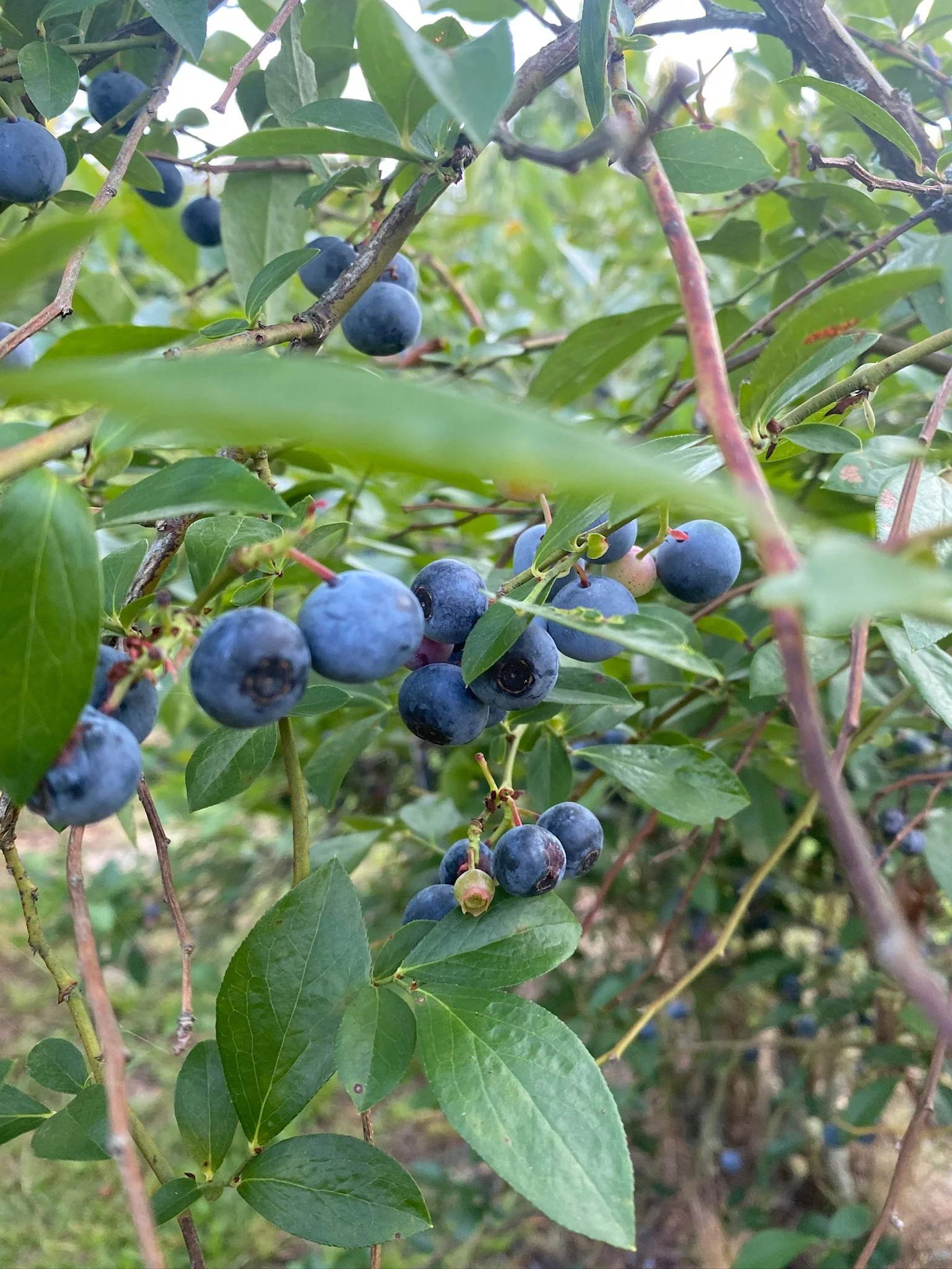 Cluster of ripe blueberries on a bush with green leaves.
