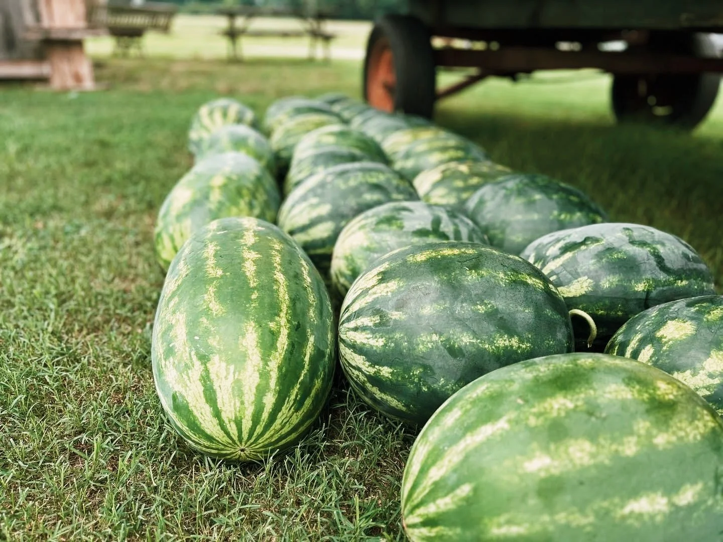 Row of watermelons on grass with a wooden cart in the background.
